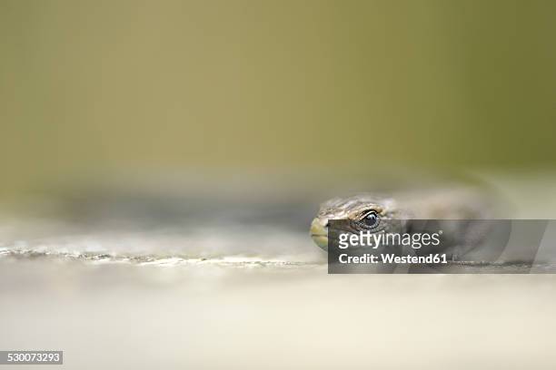common lizard, zootoca vivipara - lacerta vivipara stock pictures, royalty-free photos & images