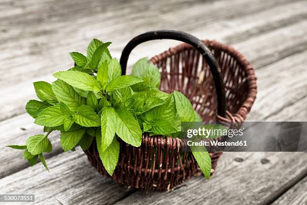 wickerbasket of fresh peppermint - minze stock-fotos und bilder