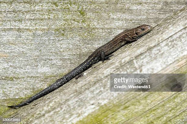 common lizard, sitting on wood, zootoca vivipara - lacerta vivipara stock pictures, royalty-free photos & images