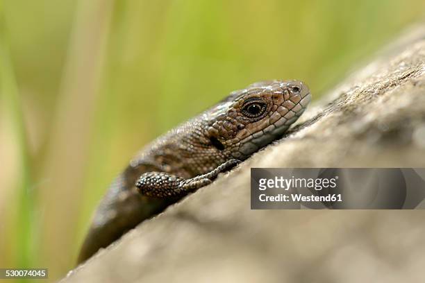 common lizard, sitting on wood, zootoca vivipara - lacerta vivipara stock pictures, royalty-free photos & images