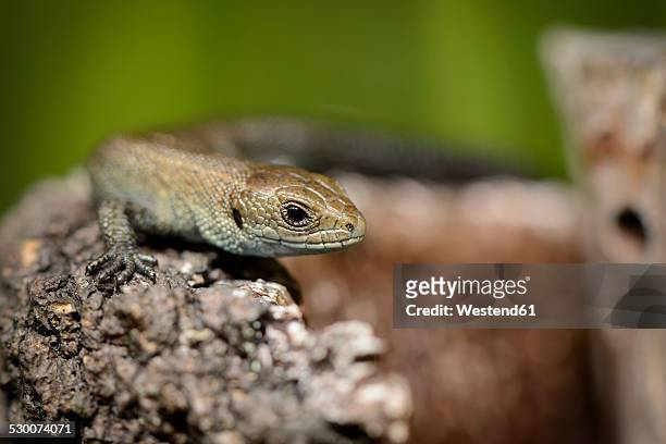 common lizard, zootoca vivipara - lacerta vivipara stock pictures, royalty-free photos & images