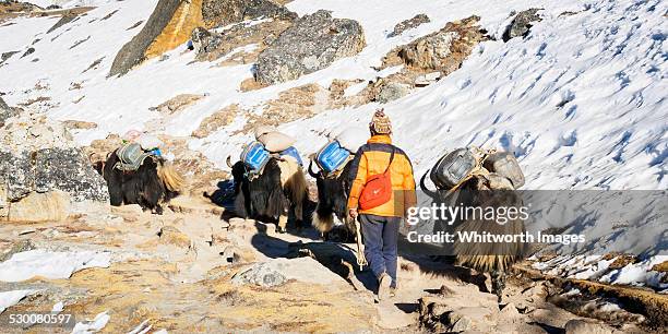 man with yaks carrying supplies in nepal himalaya - sagarmatha national park stockfoto's en -beelden