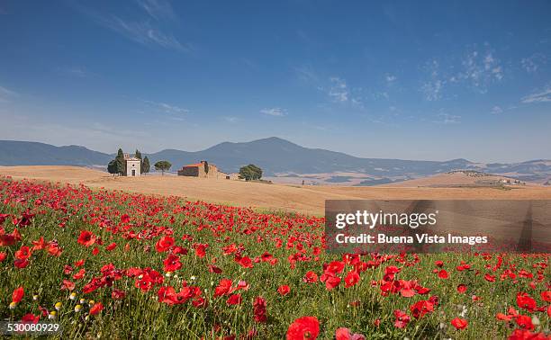 country church and poppies field in tuscany - coquelicot photos et images de collection
