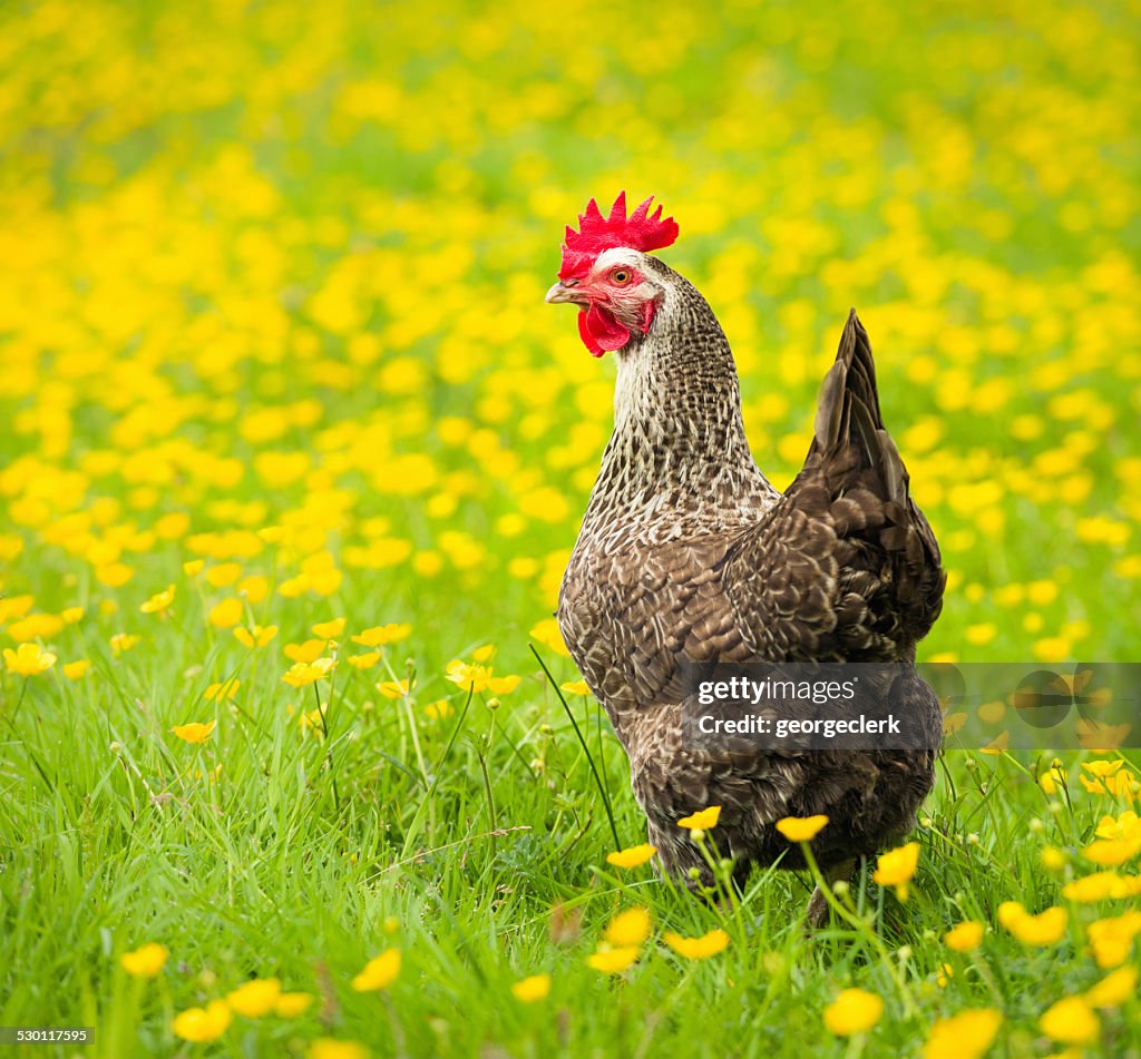 Free range speckled hen