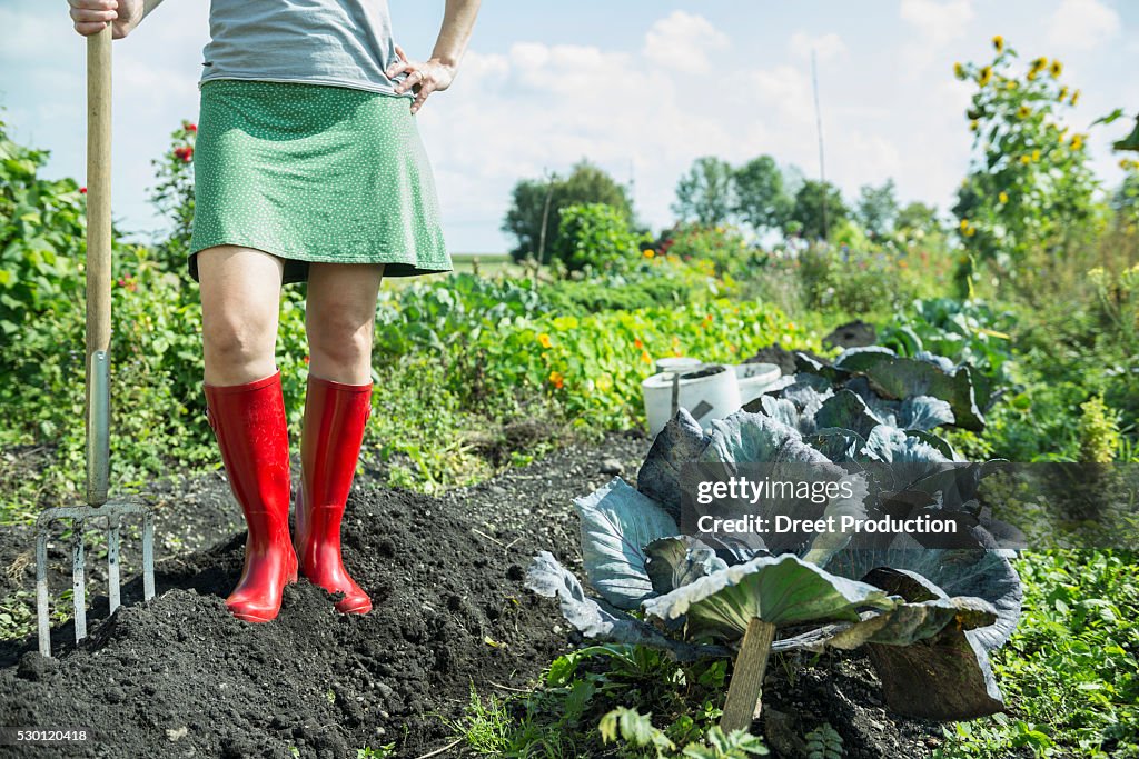 Woman vegetable garden fork harvest gumboots