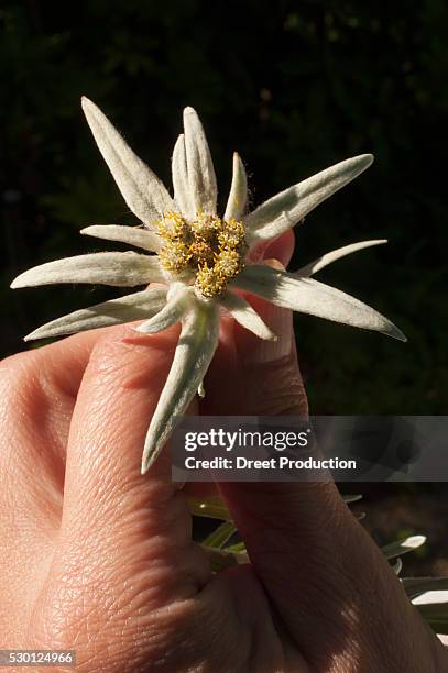 woman hand holding small edelweiss flower - edelweiss stock pictures, royalty-free photos & images