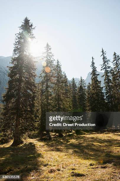 sun shining through spruce trees, bavarian alps, bavaria, germany - nationalpark bayerischer wald stock-fotos und bilder
