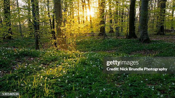 shine - denmark landscape stock pictures, royalty-free photos & images