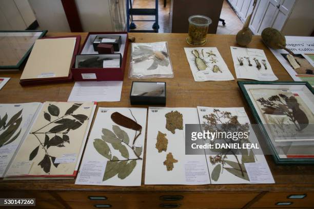 Plant samples, some hundreds of years old are on show at the Herbarium at Kew Gardens in south-west London on May 9, 2016. - Britain's Royal Botanic...