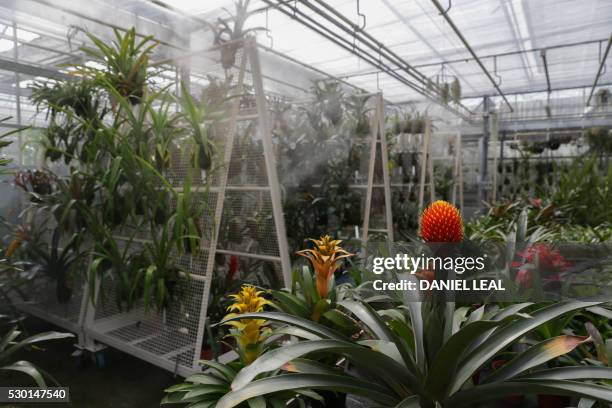 Guzmania conifera plant native of Peru blooms in the Tropical Nursery at Kew Gardens in south-west London on May 9, 2016. - Britain's Royal Botanic...