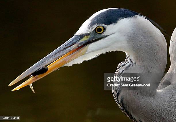Great blue heron grabs a fish during a practice round prior to the start of THE PLAYERS Championship on the TPC Stadium course on May 10, 2016 in...