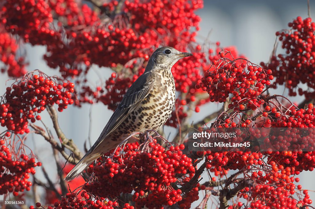 Mistle thrush, Turdus viscivorus