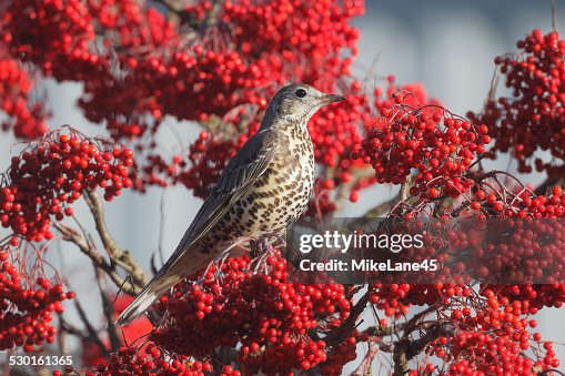 Mistle thrush, Turdus viscivorus Mistle thrush, Turdus viscivorus