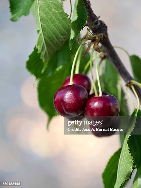 ripe cherries hanging from a cherry tree branch - kers stockfoto's en -beelden