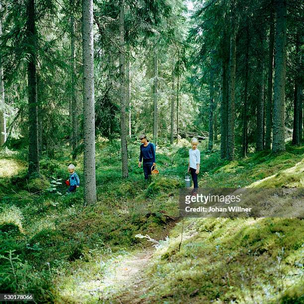 mother with children picking mushrooms in forest - dalarna stock pictures, royalty-free photos & images