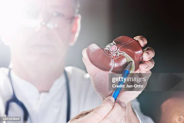 doctor pointing at gall bladder - human liver stock pictures, royalty-free photos & images