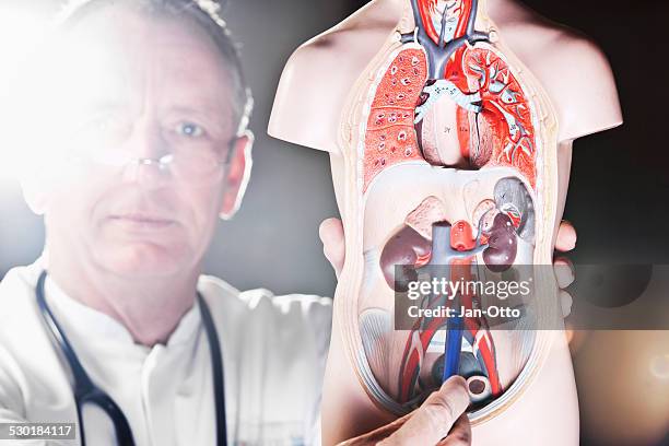 maduro apontando para a aorta abdominalis medicamento - aorta imagens e fotografias de stock