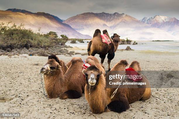 camel is waiting for tourists in nubra valley, leh. - bactrian camel stock pictures, royalty-free photos & images