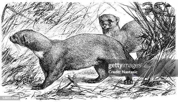 tayra (galictis barbara) - silky anteater stock illustrations