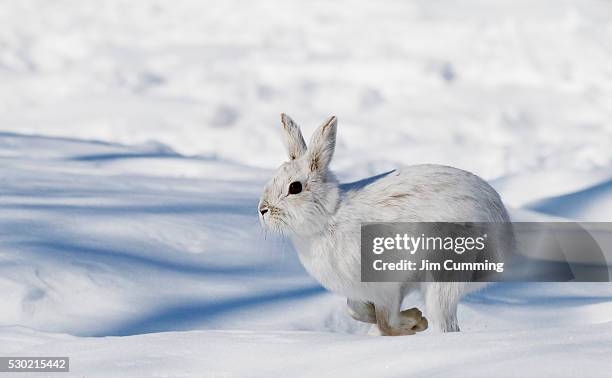 1,058 Rabbit In Snow Stock Photos, High-Res Pictures, and Images ...
