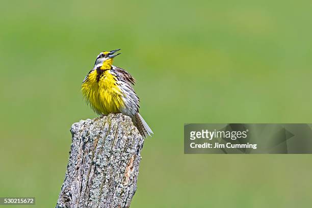 eastern meadowlark - yellow song 2013 stock pictures, royalty-free photos & images