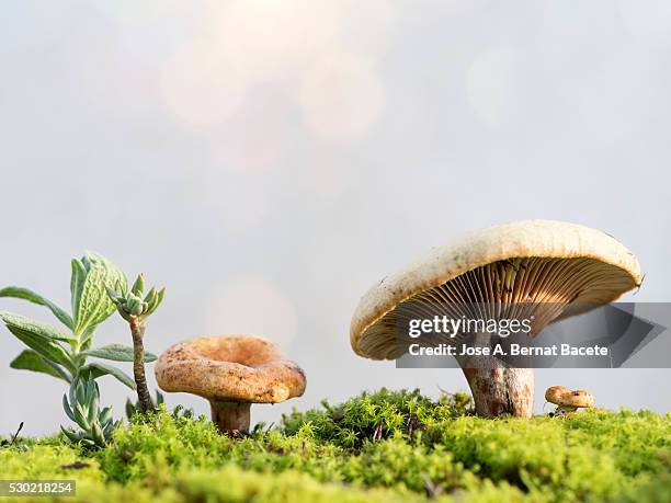 eatable mushroom lactarius sanguifluus, of the family russulaceae. illuminated by the light of the sun - close up of mushroom growing outdoors stock pictures, royalty-free photos & images