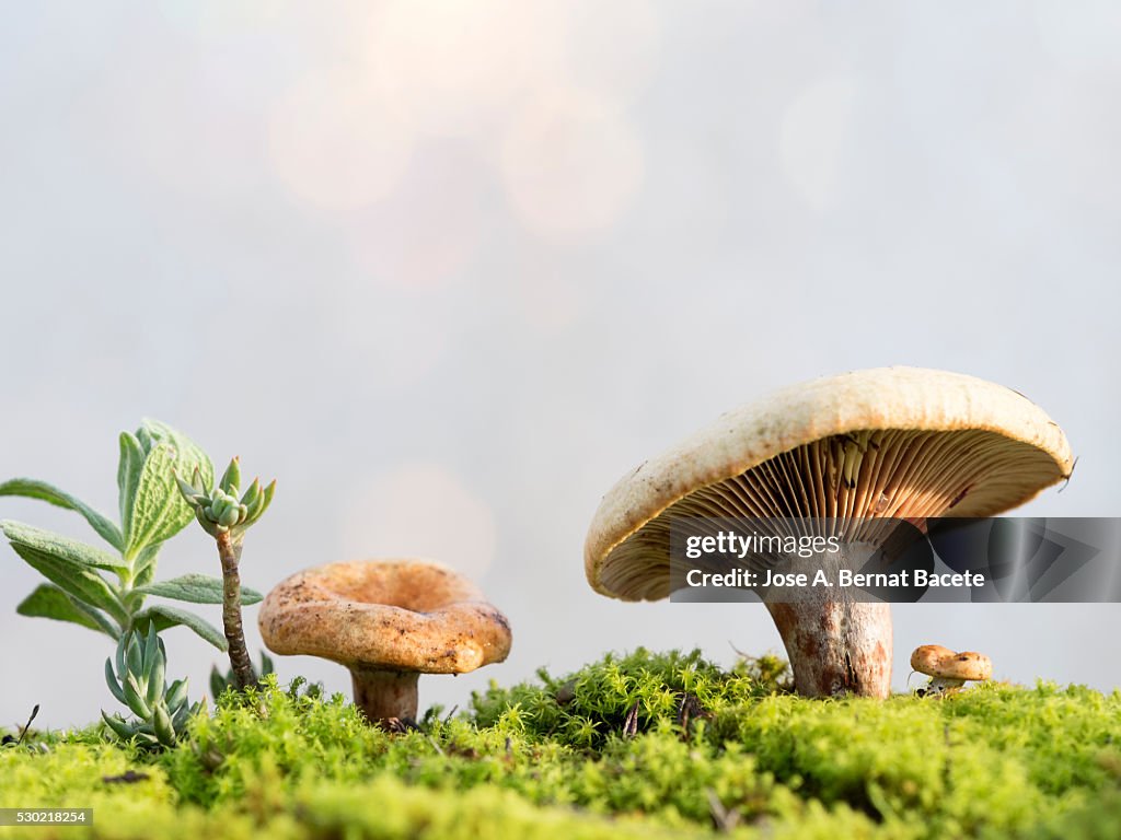 Eatable mushroom Lactarius sanguifluus, of the family Russulaceae. Illuminated by the light of the Sun