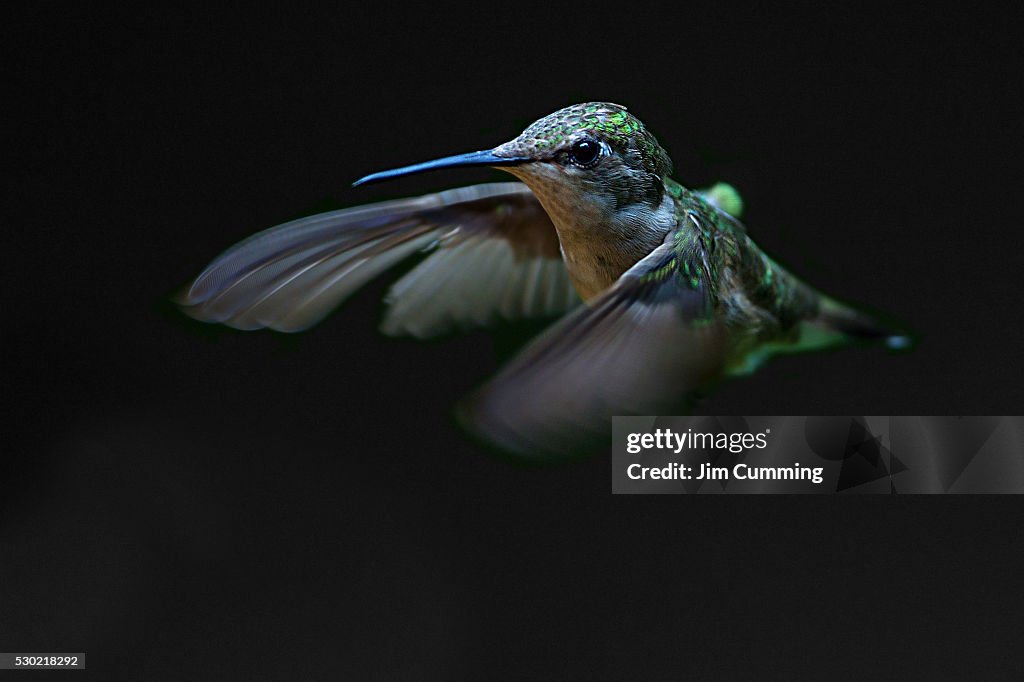 Ruby-throated hummingbird