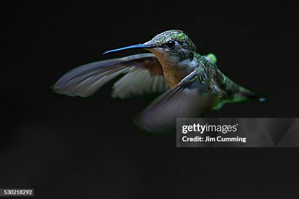 ruby-throated hummingbird - kolibrie stockfoto's en -beelden