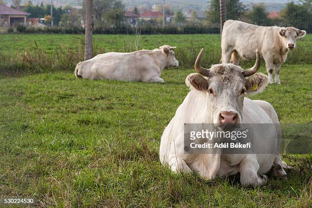 portrait of cows - vache noire et blanche photos et images de collection