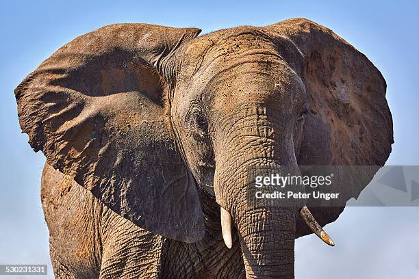 african elephant - elephant head imagens e fotografias de stock