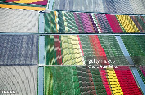 commercial flower bulb cultivation in the netherlands - försummad mark bildbanksfoton och bilder