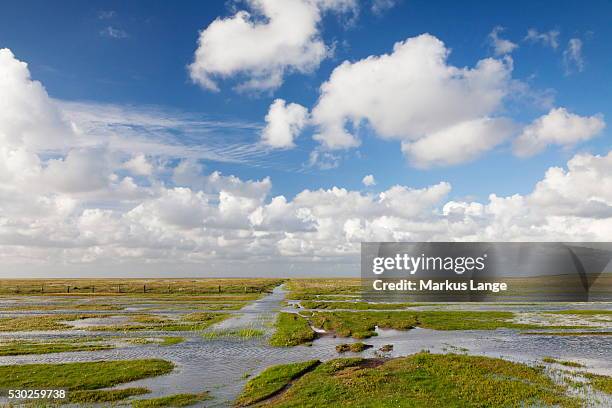 salt meadow (salt marshes), westerhever, wadden sea national park, eiderstedt peninsula, schleswig holstein, germany, europe - salzmarsch stock-fotos und bilder