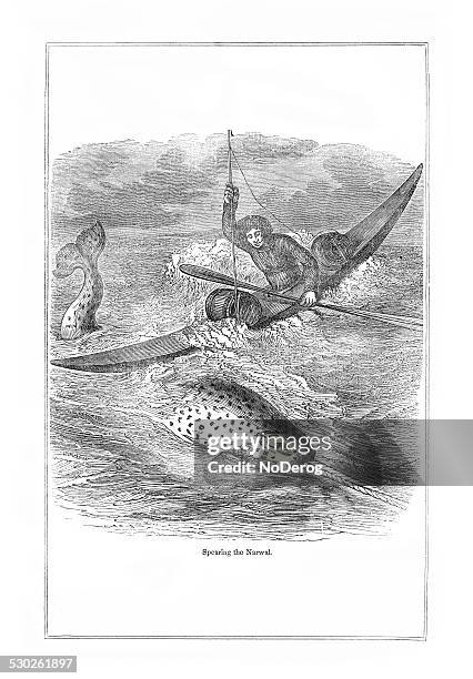 spearing a narwal engraving - artic whale tusks stock illustrations