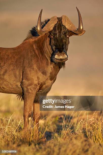 black wildebeest (white-tailed gnu) (connochaetes gnou), mountain zebra national park, south africa, africa - black wildebeest stock pictures, royalty-free photos & images