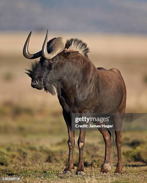 black wildebeest (white-tailed gnu) (connochaetes gnou), mountain zebra national park, south africa, africa - black wildebeest stock pictures, royalty-free photos & images