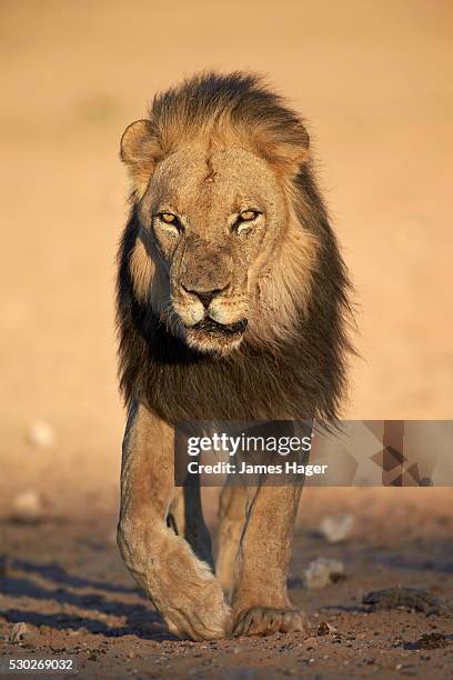 lion (panthera leo), kgalagadi transfrontier park, encompassing the former kalahari gemsbok national park, south africa, africa - parco nazionale kalahari gemsbok foto e immagini stock