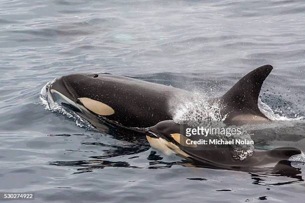 an adult killer whale (orcinus orca) surfaces next to a calf off the cumberland peninsula, baffin island, nunavut, canada, north america - baby animals stock pictures, royalty-free photos & images