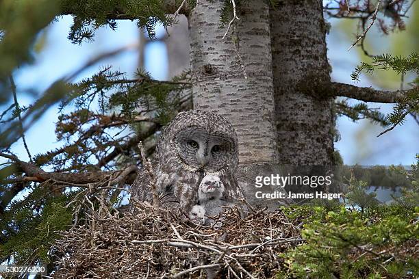 great gray owl (great grey owl) (strix nebulosa) female and 11-day-old chicks, yellowstone national park, wyoming, united states of america, north america - laplanduil stockfoto's en -beelden