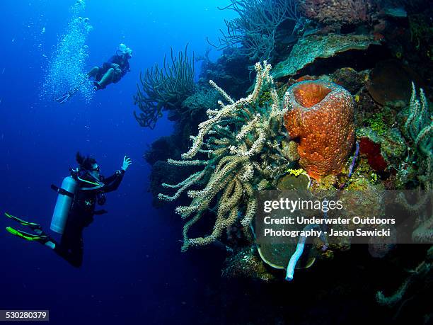 divers on west caicos wall - providenciales stockfoto's en -beelden