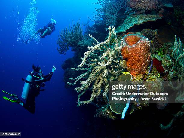 divers on west caicos wall - providenciales stock pictures, royalty-free photos & images