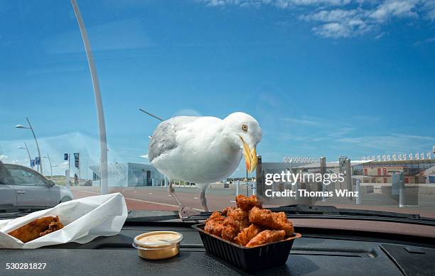 seagull looking at fried fish - wild essen stock-fotos und bilder