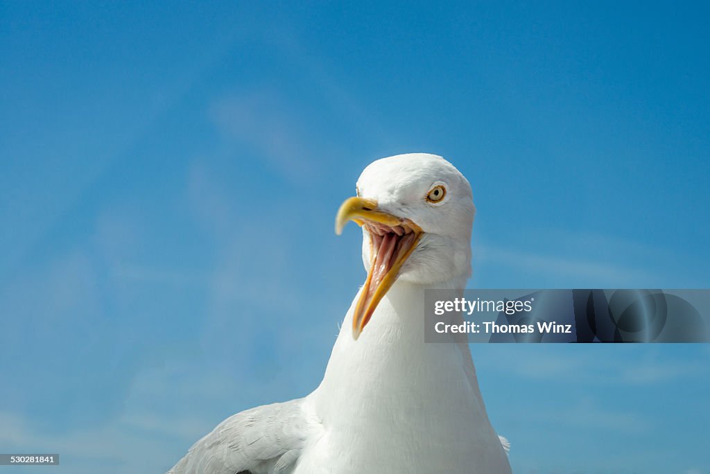 Angry Seagull