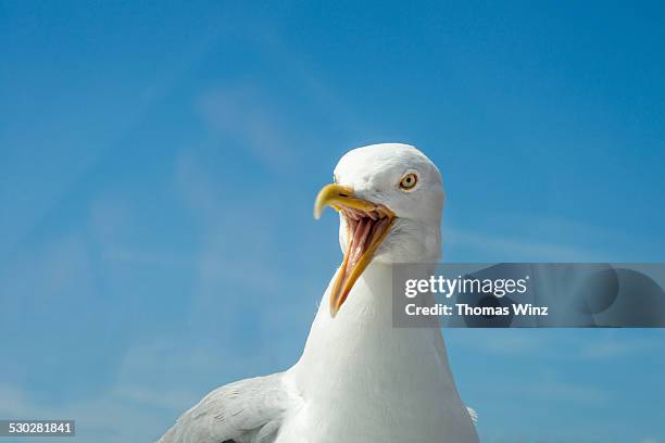 angry seagull - seagull foto e immagini stock