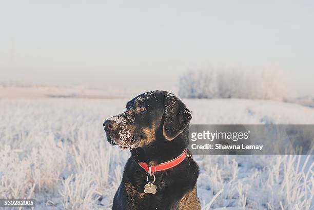 black dog, heavy frost - edmonton winter stock pictures, royalty-free photos & images