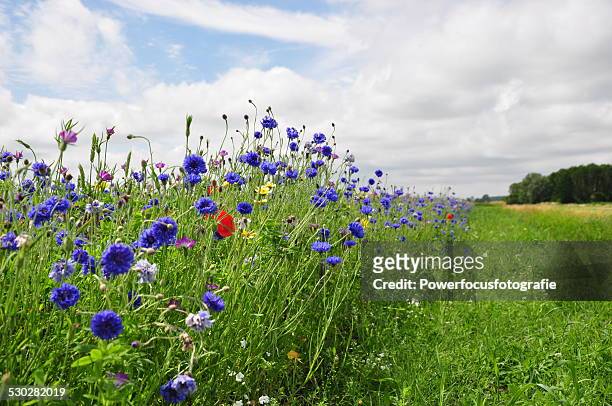 wild flower field - poppies stockfoto's en -beelden