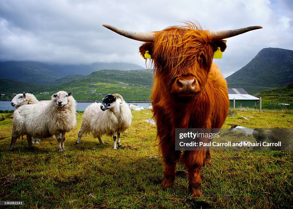 Highland cow