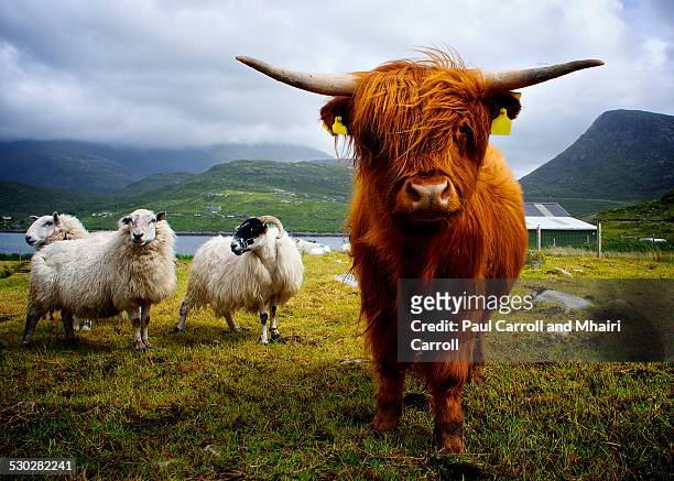 highland cow - schotland stockfoto's en -beelden