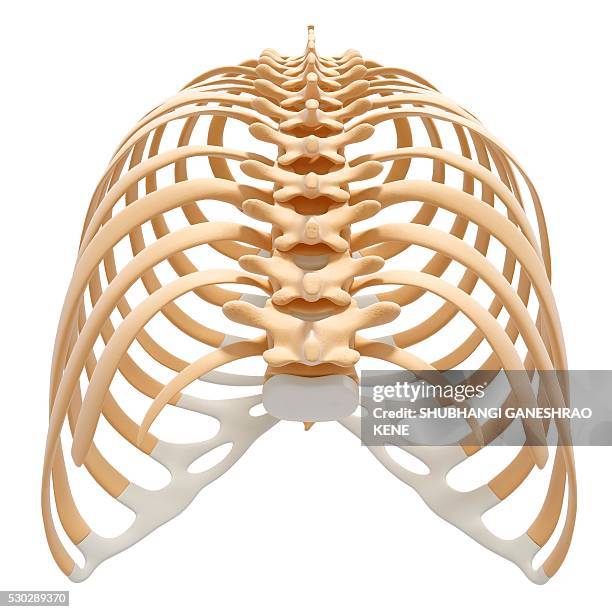 human ribcage, computer artwork. - rib cage bildbanksfoton och bilder