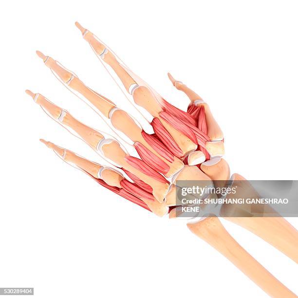 836 Wrist Forearm Anatomy Stock Photos, High-Res Pictures, and Images